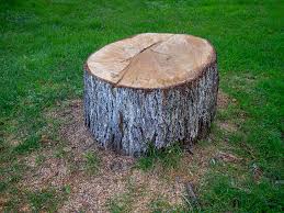 How Our Tree Care Process Works  in  Metropolis, IL