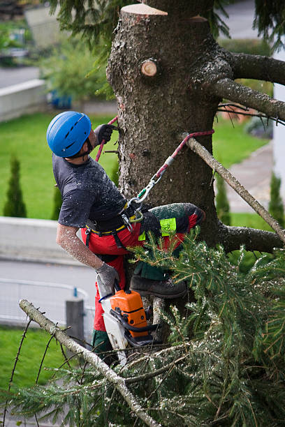 Best Stump Grinding and Removal  in Metropolis, IL
