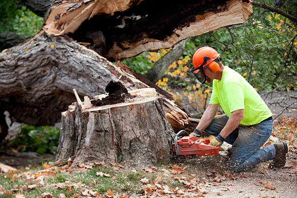 Professional Tree Services in Metropolis, IL