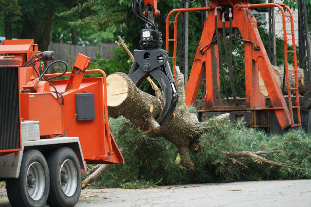 Best Seasonal Cleanup (Spring/Fall)  in Metropolis, IL