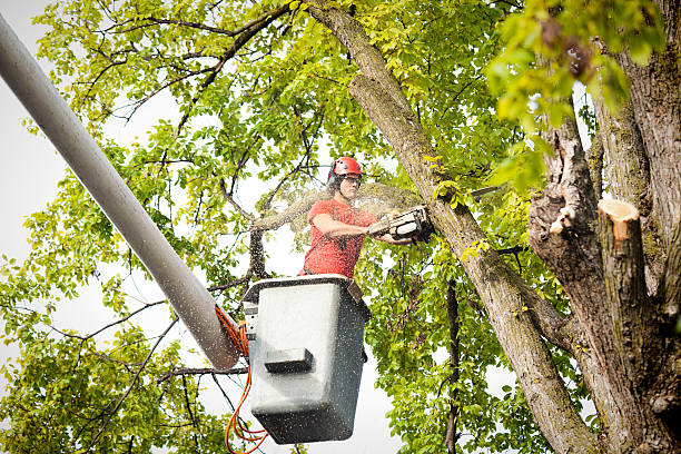 Best Tree Maintenance Programs  in Metropolis, IL